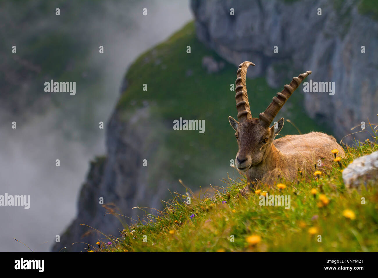 Bouquetin des Alpes (Capra ibex), les jeunes mâles sur une pente, Suisse, Sankt Gallen, Chaeserrugg Banque D'Images