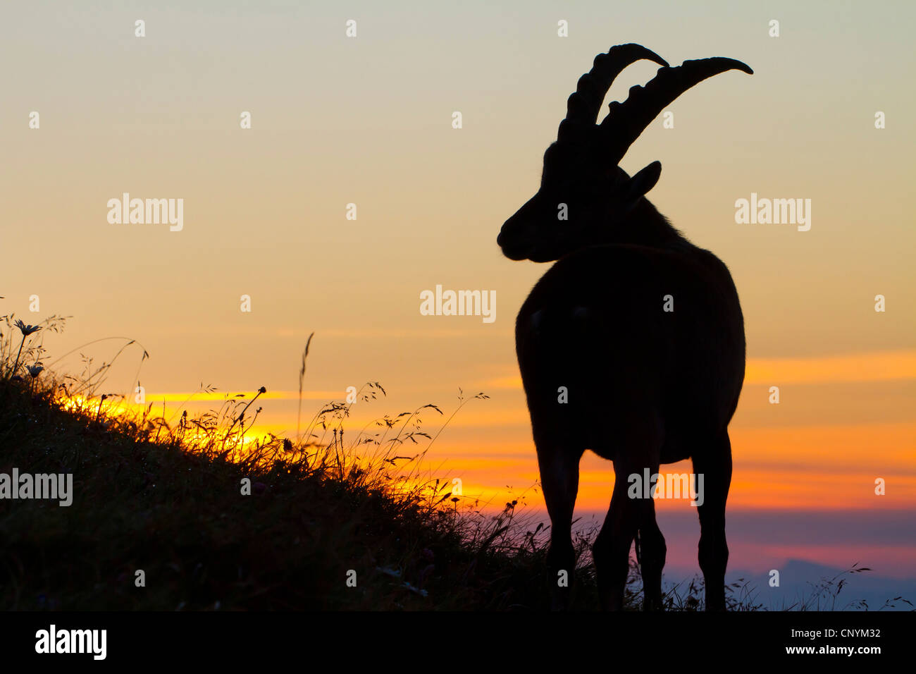 Bouquetin des Alpes (Capra ibex), rétro-éclairage de mâles dans le soleil du matin, Suisse, Sankt Gallen, Chaeserrugg Banque D'Images