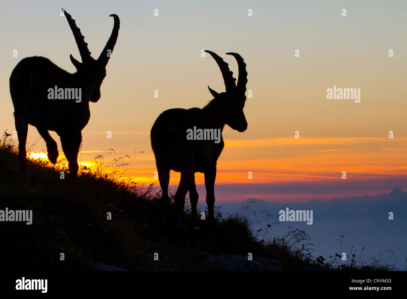 Bouquetin des Alpes (Capra ibex), rétro-éclairage de mâles dans le soleil du matin, Suisse, Sankt Gallen, Chaeserrugg Banque D'Images