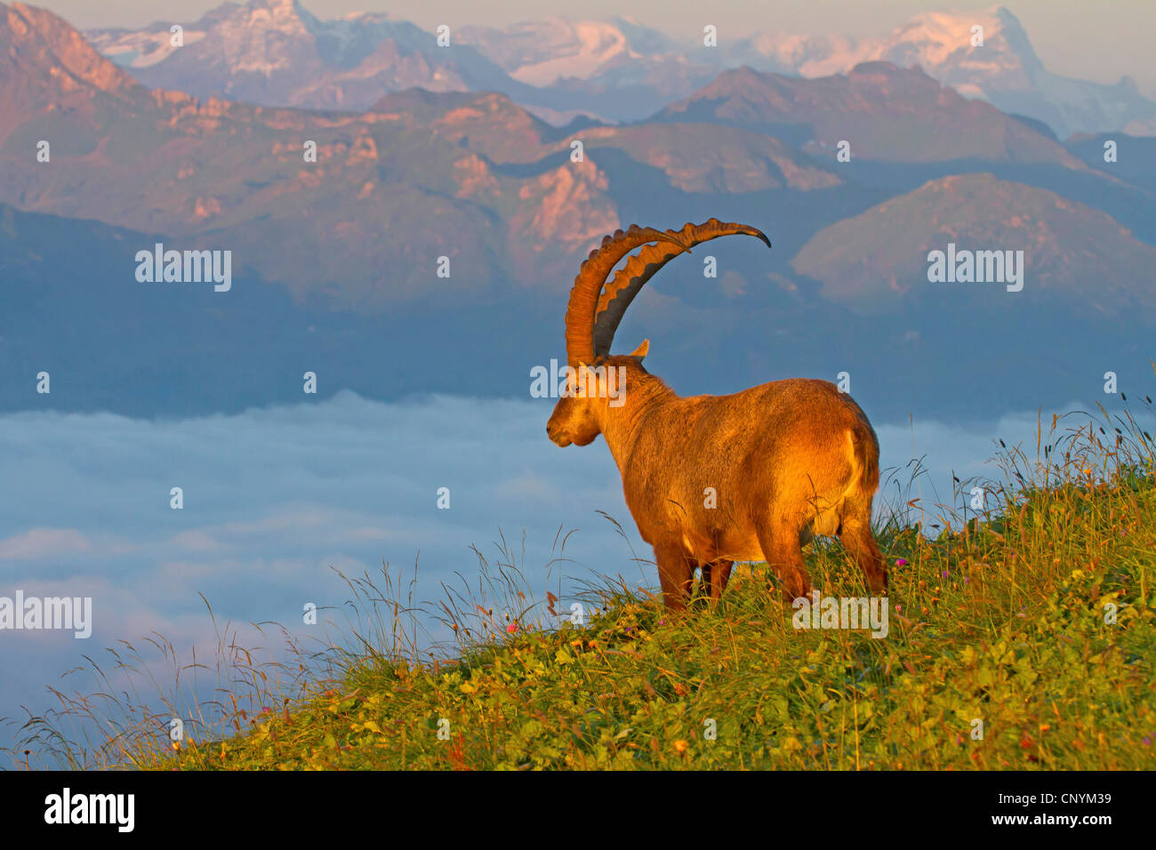 Bouquetin des Alpes (Capra ibex), au coucher du soleil dans une prairie de montagne, Suisse, Sankt Gallen, Chaeserrugg Banque D'Images
