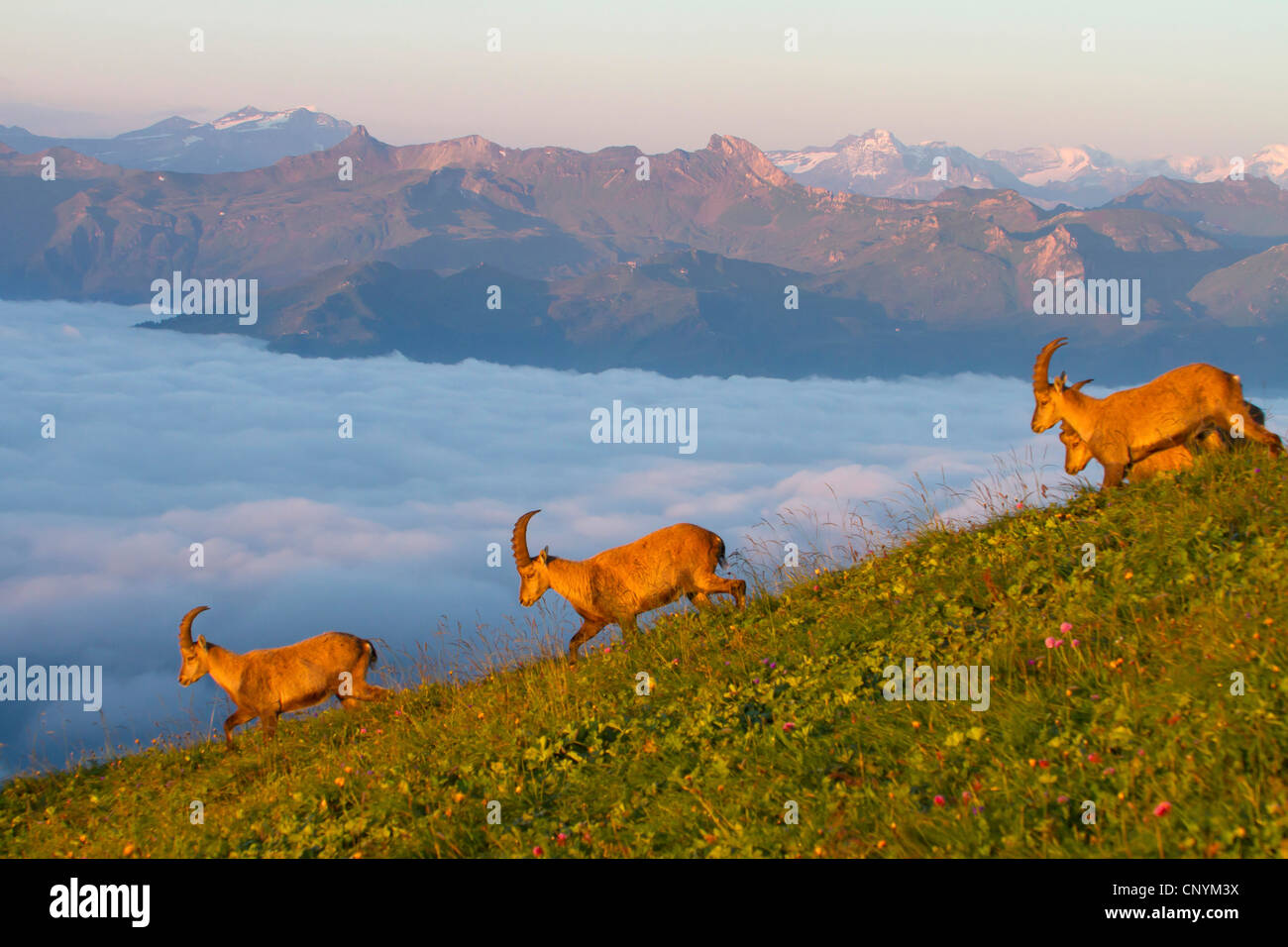 Bouquetin des Alpes (Capra ibex), troupeau au coucher du soleil dans une prairie de montagne, Suisse, Sankt Gallen, Chaeserrugg Banque D'Images