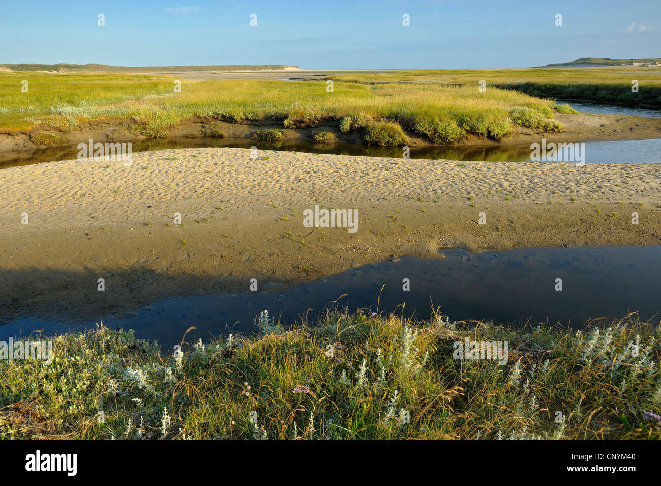 Tideway à travers une prairie salée, Pays-Bas, Pays Bas du Nord, Texel Banque D'Images