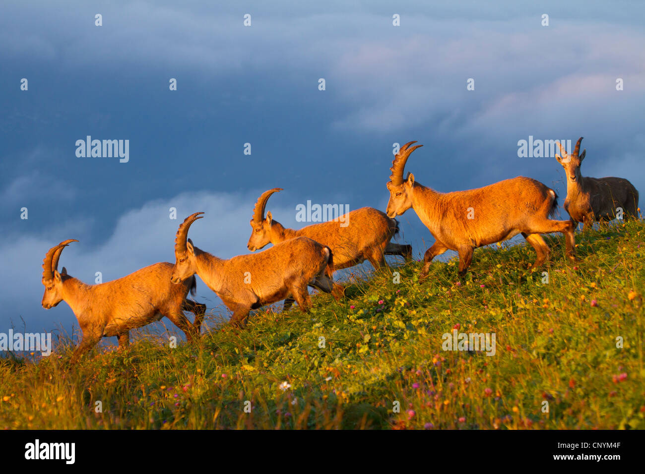 Bouquetin des Alpes (Capra ibex), troupeau au coucher du soleil dans une prairie de montagne, Suisse, Sankt Gallen, Chaeserrugg Banque D'Images
