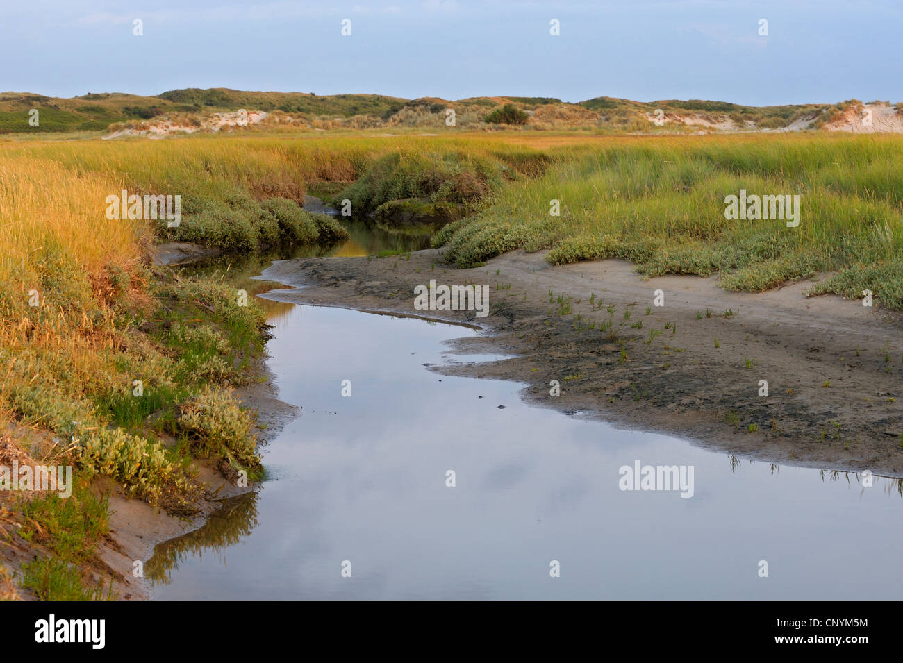 Dans un fossé d'eau, pré salé Pays-bas, Pays Bas du Nord, Texel Banque D'Images