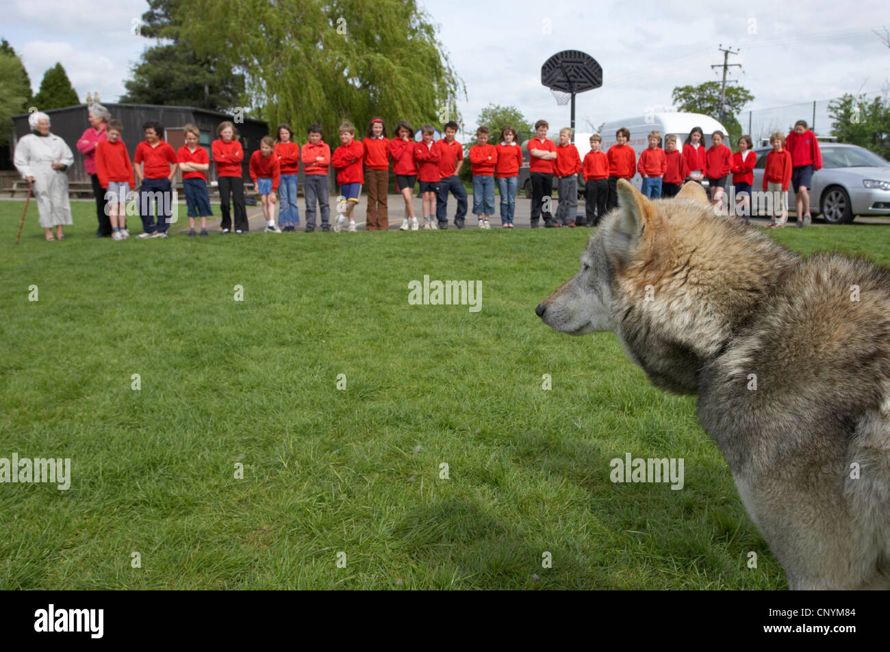 Le loup gris d'Europe (Canis lupus lupus), visite de deux animaux apprivoisés de l'UK Wolf Conservation Trust, Oxon, lors d'une école de base, Royaume-Uni, Angleterre Banque D'Images