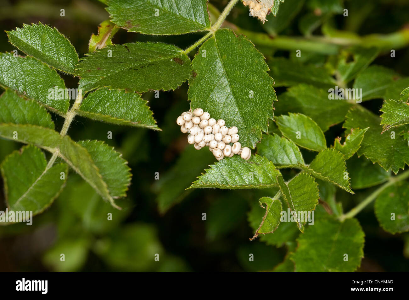 Fox Moth (Macrothylacia rubi), les oeufs à la feuille de rose sauvage Banque D'Images