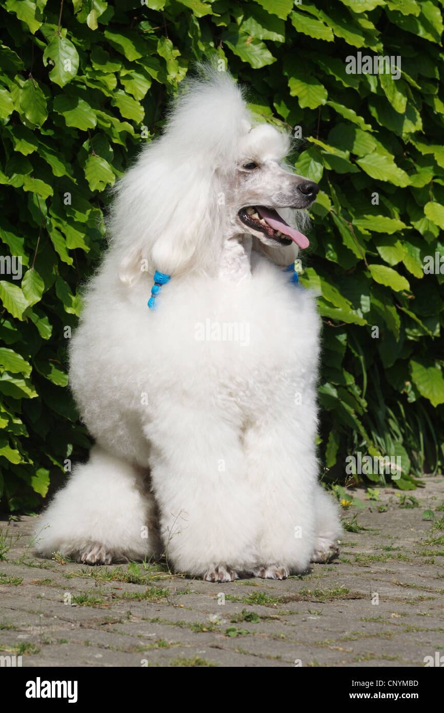Caniche miniature (Canis lupus f. familiaris), caniche miniature blanc assis en face de hedge Banque D'Images