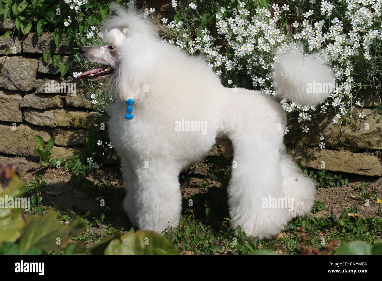 Caniche miniature (Canis lupus f. familiaris), caniche miniature blanc debout devant un mur Banque D'Images