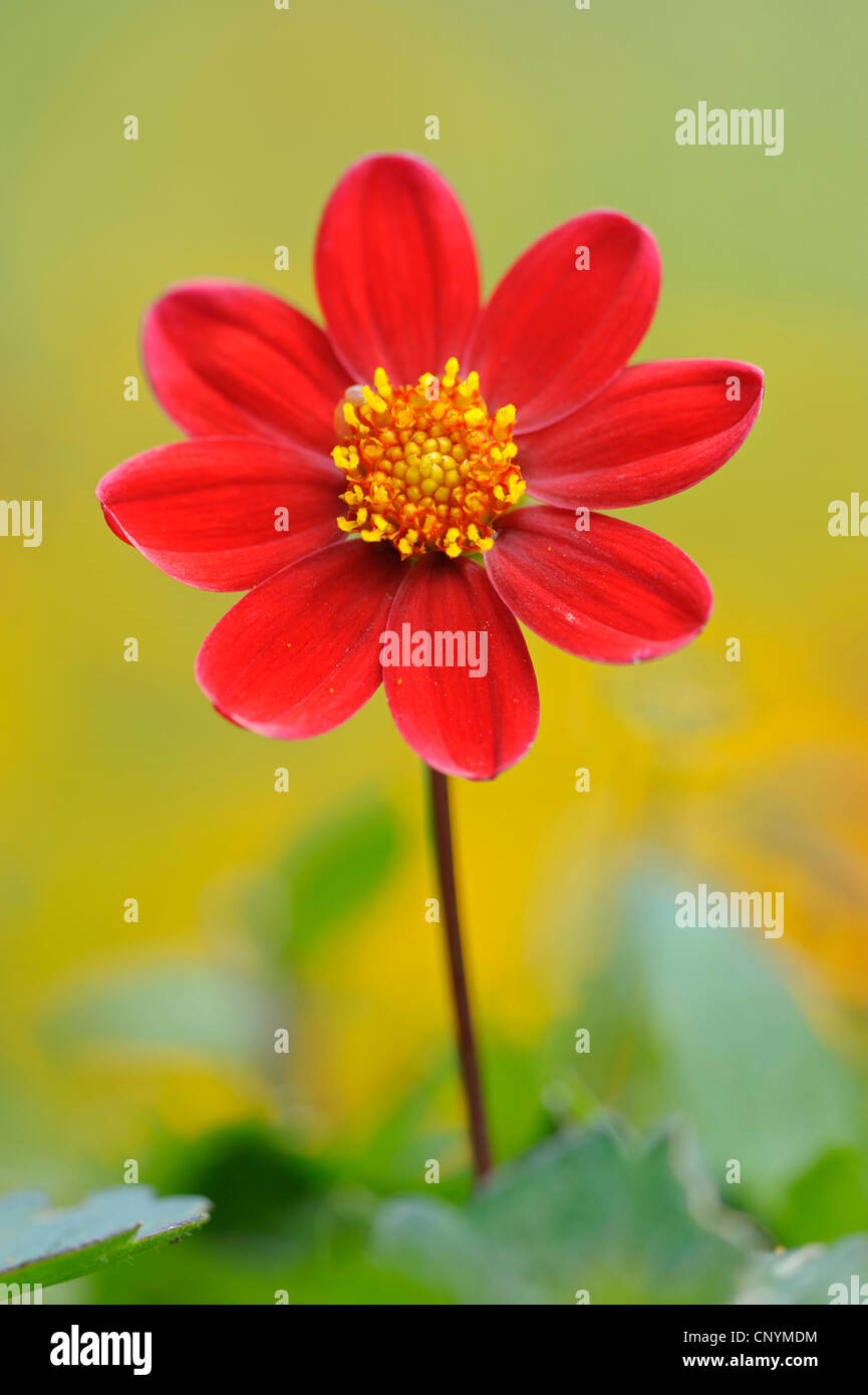 Georgina (Dahlia spec.), avec la fleur rouge Banque D'Images