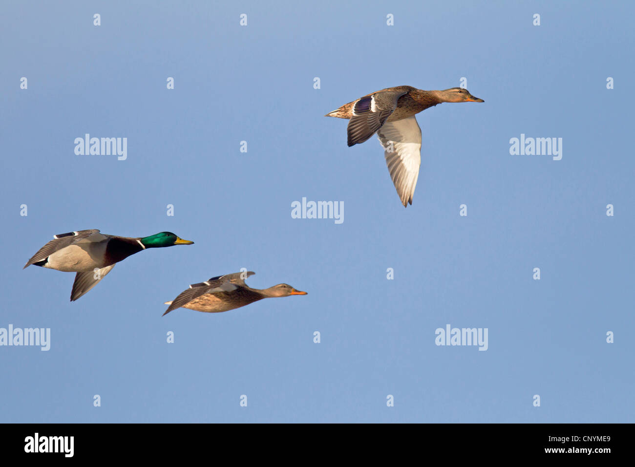 Le Canard colvert (Anas platyrhynchos), drake avec deux femelles battant, Allemagne, Schleswig-Holstein Banque D'Images