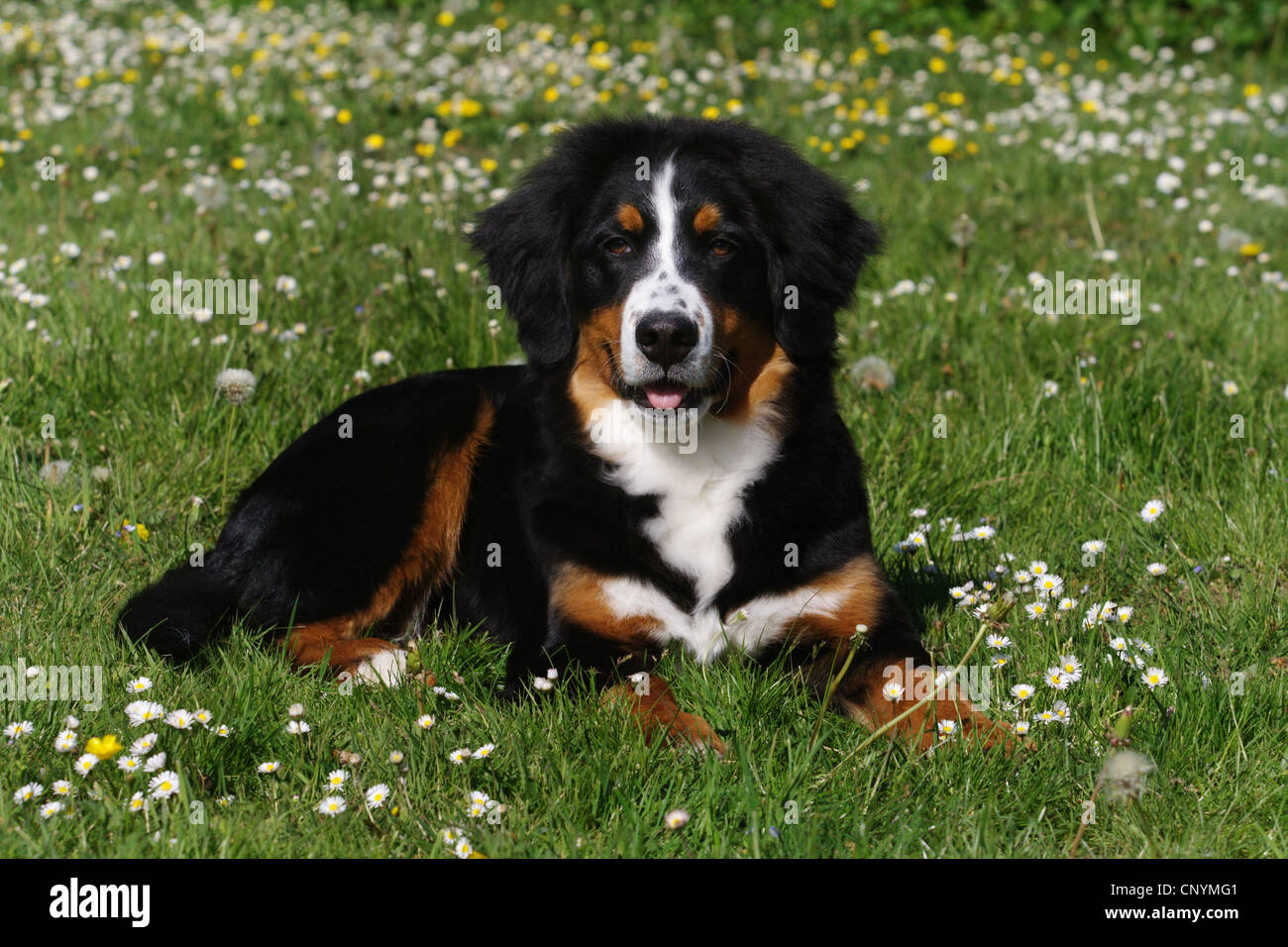 Bernois (Canis lupus f. familiaris), 5 mois bernois couché dans un pré, Allemagne Banque D'Images