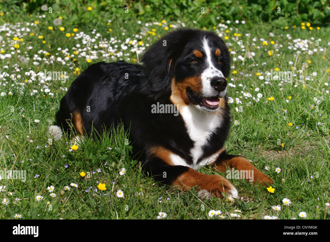 Bernois (Canis lupus f. familiaris), situé dans le pré Banque D'Images