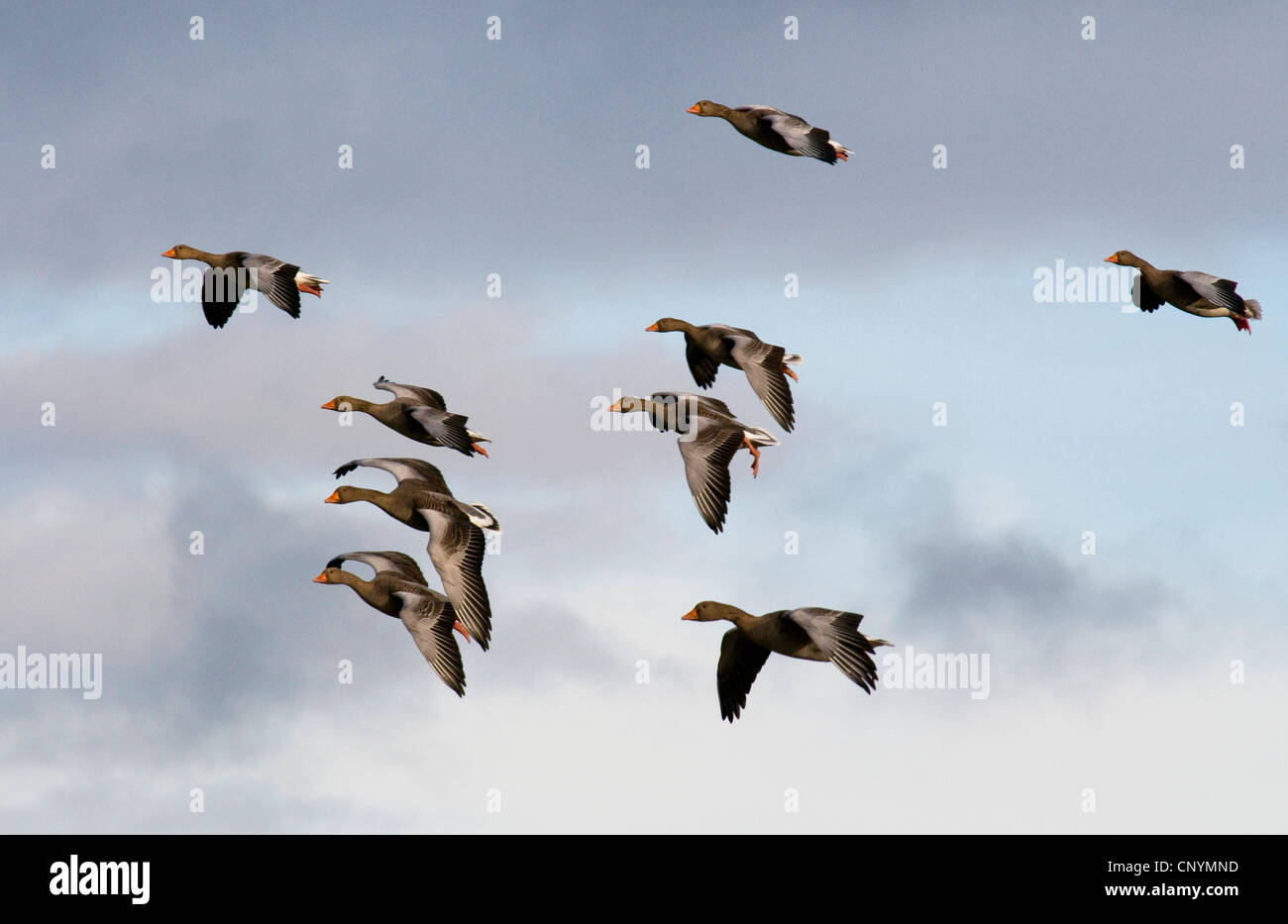Oie cendrée (Anser anser), flying flock, Royaume-Uni, Ecosse, Solway Firth Banque D'Images