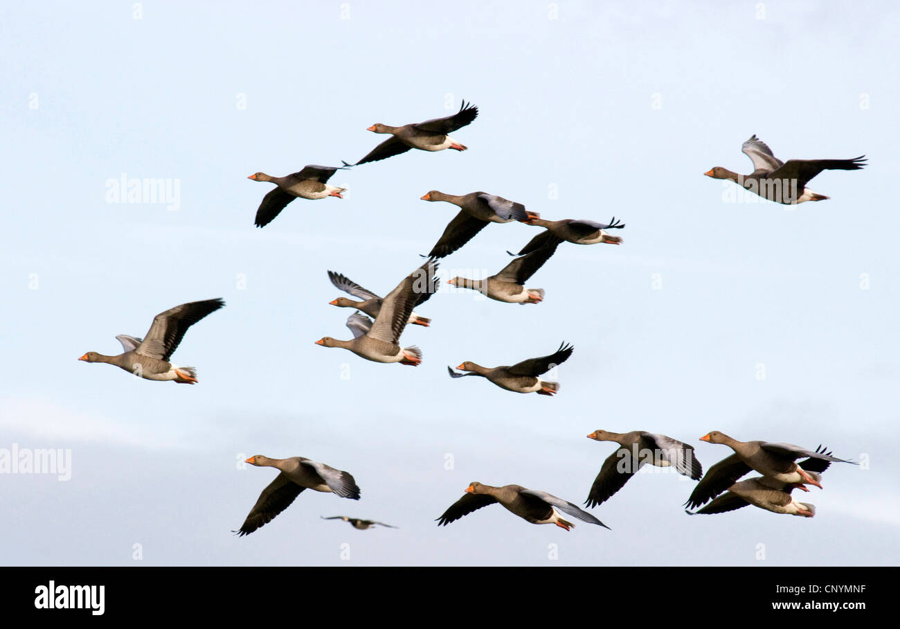 Oie cendrée (Anser anser), flying flock, Royaume-Uni, Ecosse, Solway Firth Banque D'Images