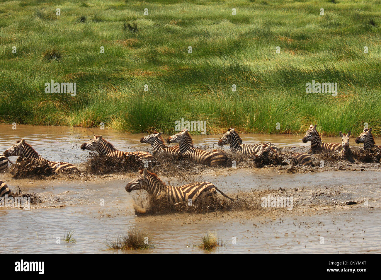 Le zèbre de Boehm, Grant's zebra (Equus quagga boehmi Equus quagga, granti), Troupeau de zèbres qui fuient dans un étang, la Tanzanie, la Ngorongoro Conservation Area Banque D'Images