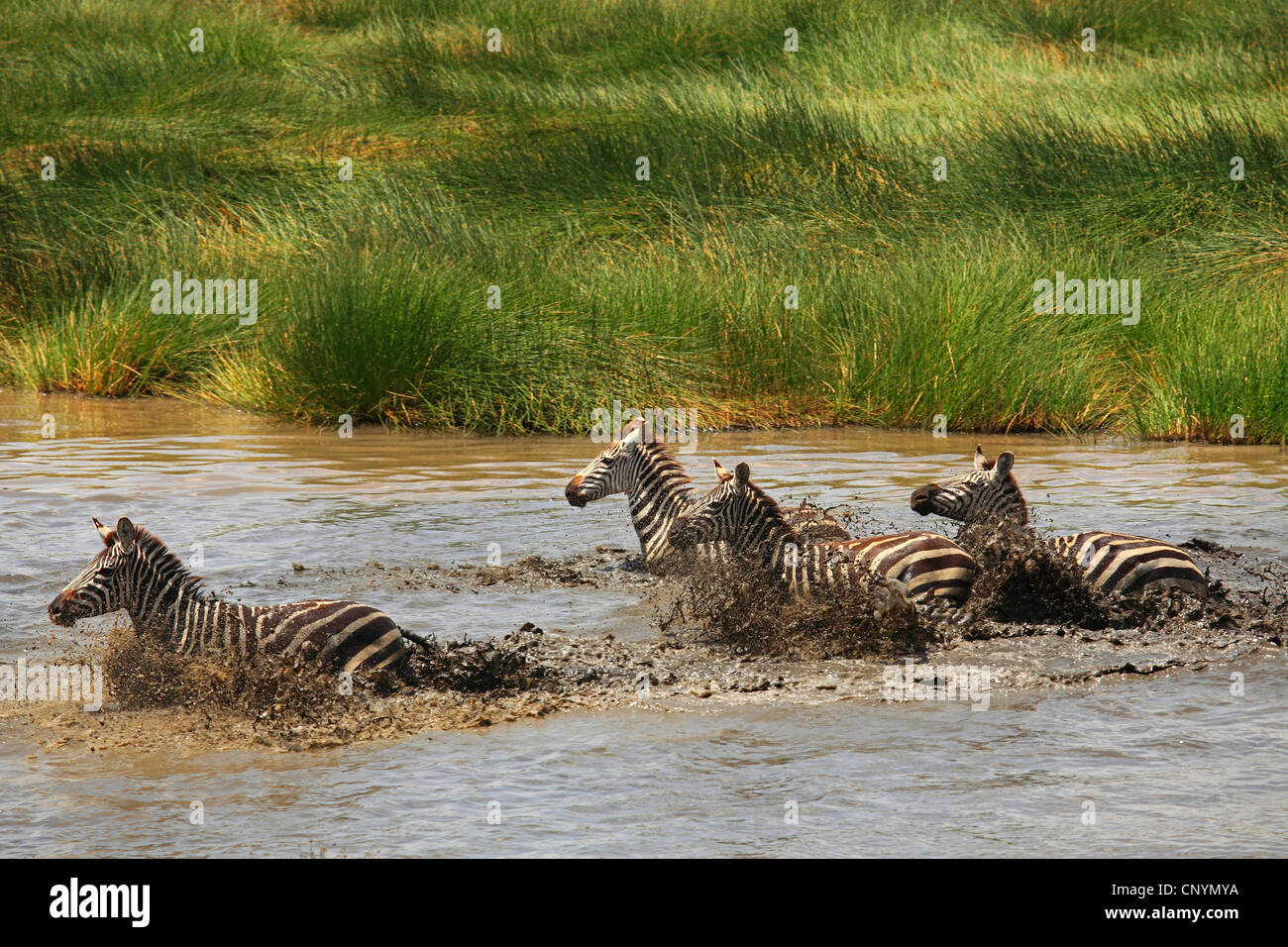 Le zèbre de Boehm, Grant's zebra (Equus quagga boehmi Equus quagga, granti), Troupeau de zèbres qui fuient dans un étang, la Tanzanie, la Ngorongoro Conservation Area Banque D'Images