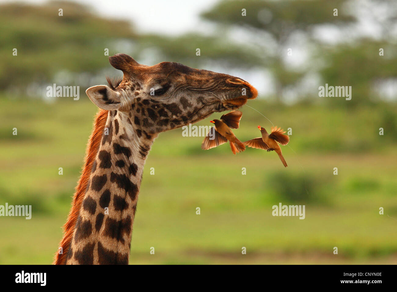 Girafe (Giraffa camelopardalis), red-billed oxpecker manger d'autres insectes, la Tanzanie, la Ngorongoro Conservation Area Banque D'Images Girafe (Giraffa camelopardalis), red-billed oxpecker manger d'autres insectes, la Tanzanie, la Ngorongoro Conservation Area Banque D'Images