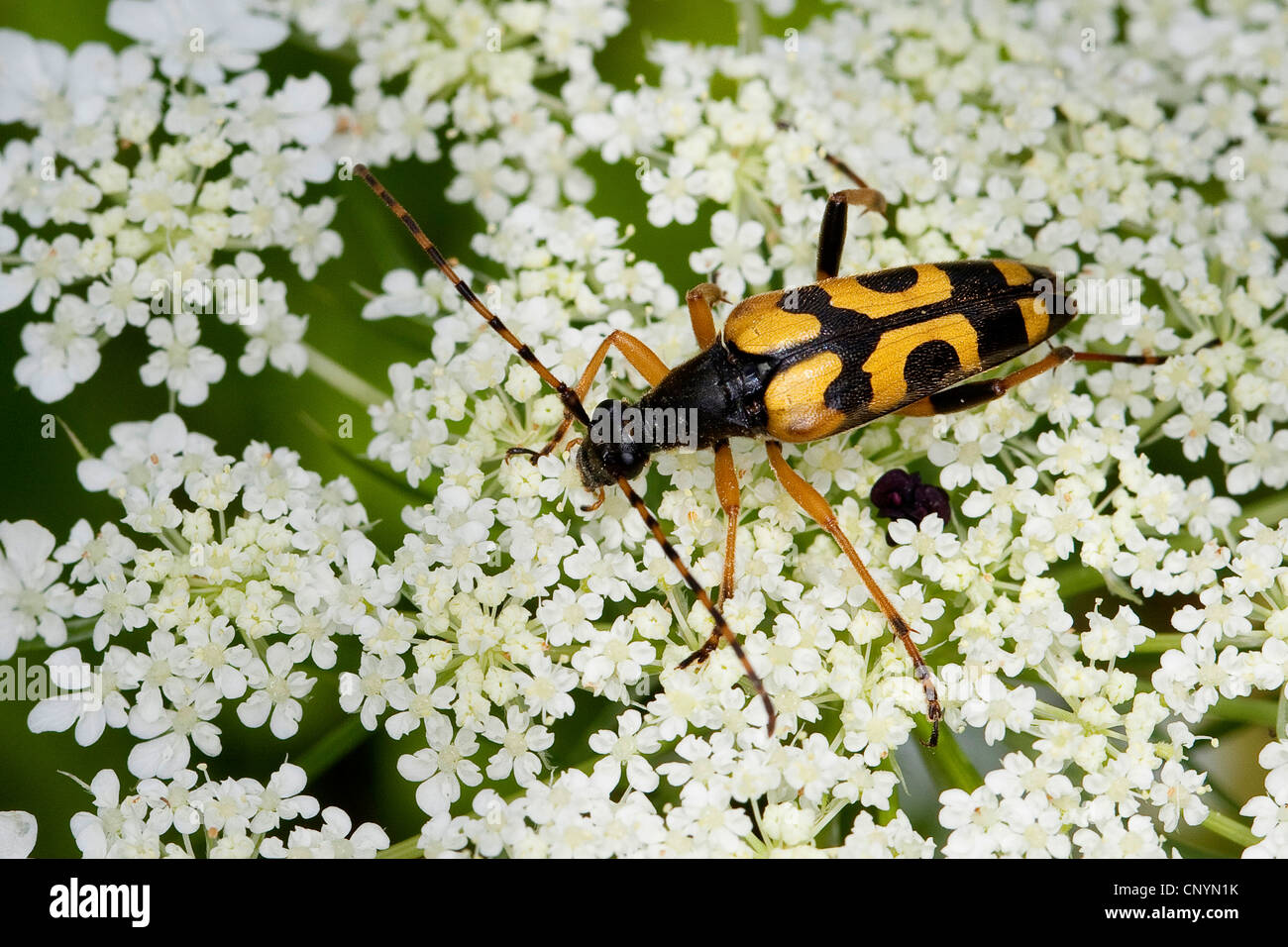 Repéré Longhorn, jaune-noir Longhorn Beetle (Strangalia maculata, Stenurella maculata, Leptura maculata, Rutpela maculata), sur fond blanc, fleurs umbellifer Allemagne Banque D'Images