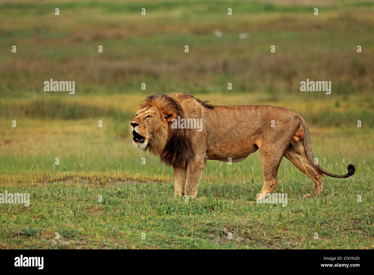 Lion (Panthera leo), lion rugissant dans un pré, en Tanzanie, Serengeti Banque D'Images