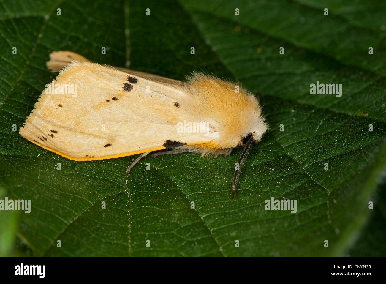 Buff hyponomeute du pommier (Spilosoma lutea, Spilosoma luteum, Spilarctia lutisane), assis sur une feuille, Allemagne Banque D'Images