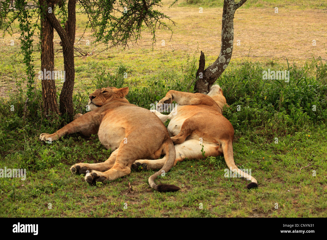 Lion (Panthera leo), deux lions de couchage , Tanzanie, la Ngorongoro Conservation Area Banque D'Images