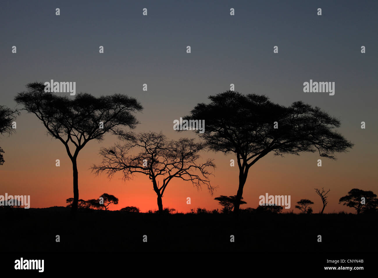 Arbres dans le coucher du soleil, la Tanzanie, le parc national de Tarangire, Serengeti Banque D'Images