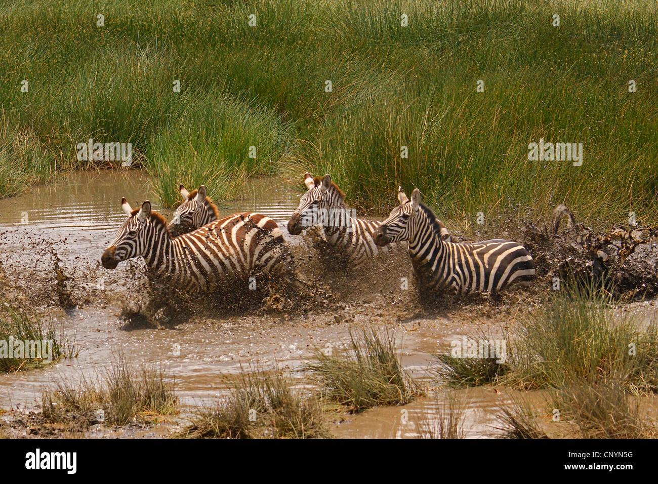 Le zèbre de Boehm, Grant's zebra (Equus quagga boehmi Equus quagga granti), des zèbres, fuyant à travers un étang, la Tanzanie, le Ngorongoro Banque D'Images