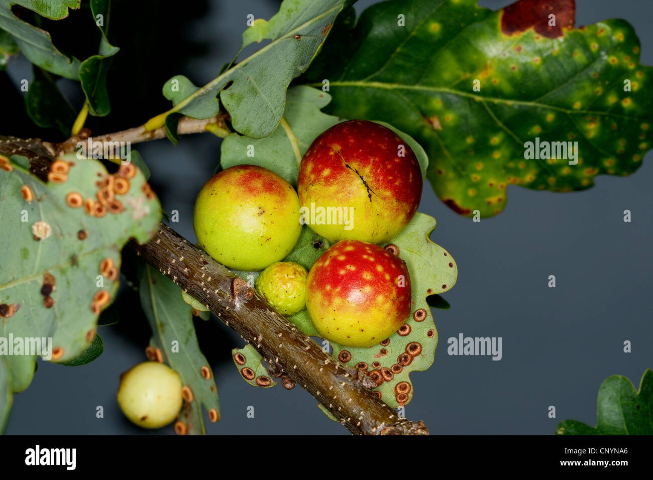 Le chêne commun gallwasp feuille de chêne, noyer, cerisier cynips galle gall (Cynips quercusfolii), les galles de chêne à la face inférieure d'une feuille de chêne, Allemagne Banque D'Images
