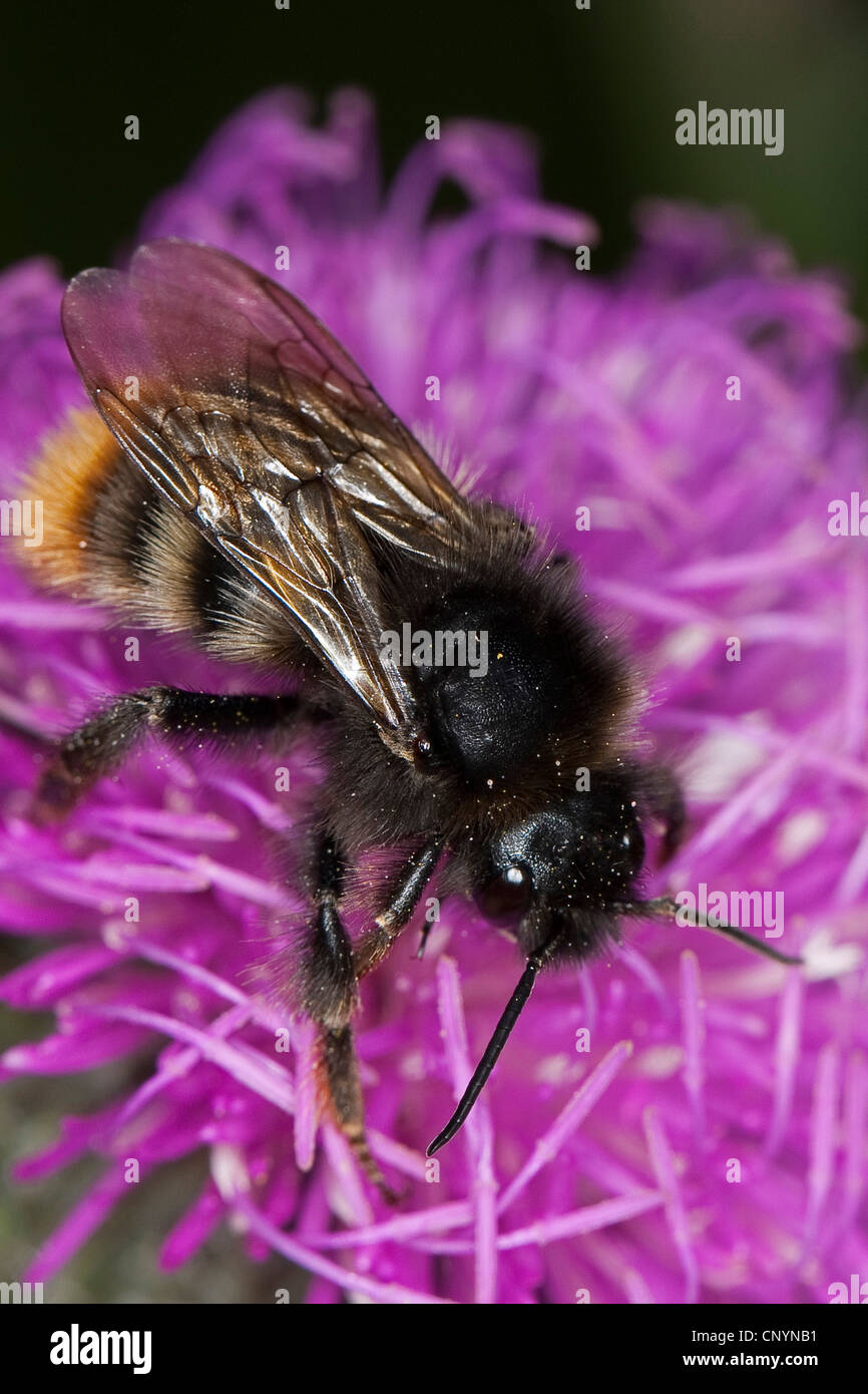 Cuckoo Cuckoo Bee, bourdon (Bombus rupestris, Psithyrus rupestris), parasite de bourdon à queue rouge, Allemagne Banque D'Images
