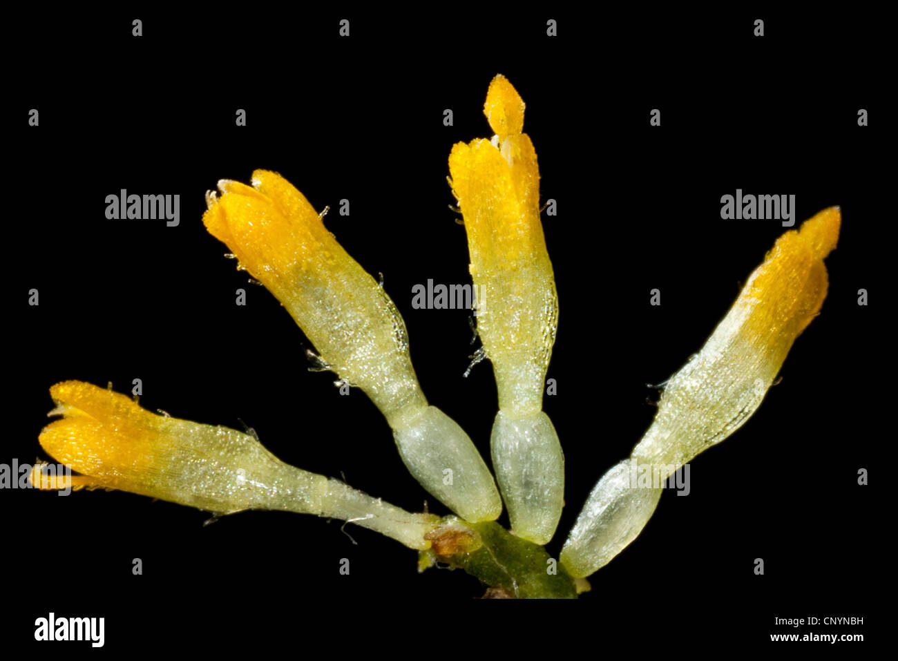 Marguerite commune, pelouse, Daisy Daisy (Anglais), Bellis perennis fleurs tubulaires isolés, Allemagne Banque D'Images