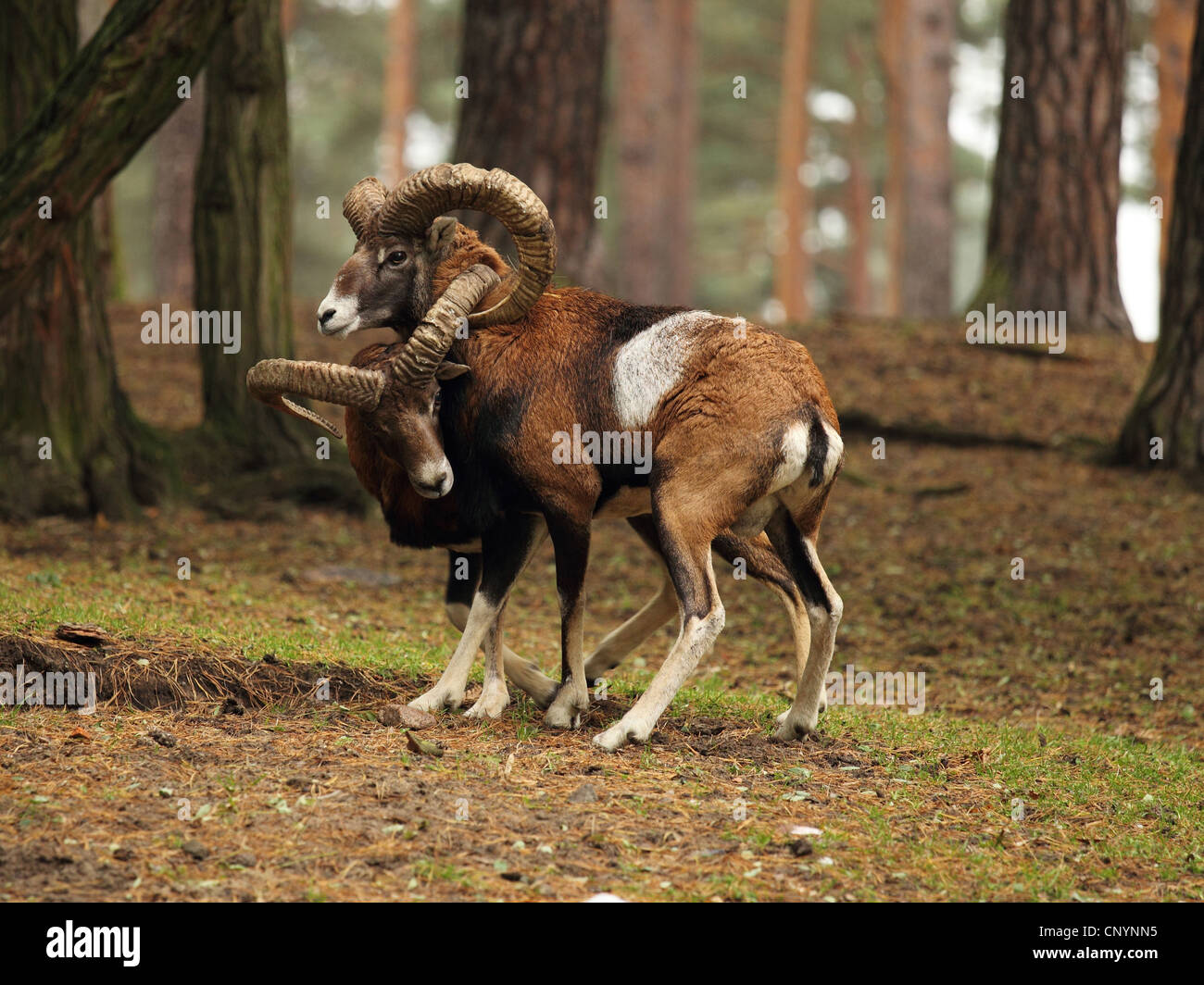 Mouflon (Ovis musimon, Ovis gmelini musimon, Ovis orientalis musimon), deux béliers qui s'emmêler avec les cornes pendant un combat, Allemagne Banque D'Images