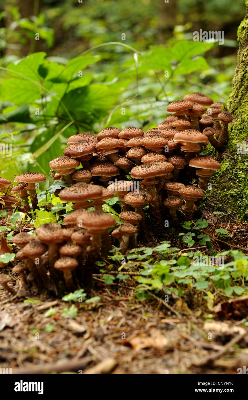 Miel foncé (champignon Armillaria ostoyae, Armillariella polymyces solidipes, Armillaria), à un tronc d'arbre, de l'Allemagne, la Bavière, le Parc National de la Forêt bavaroise Banque D'Images