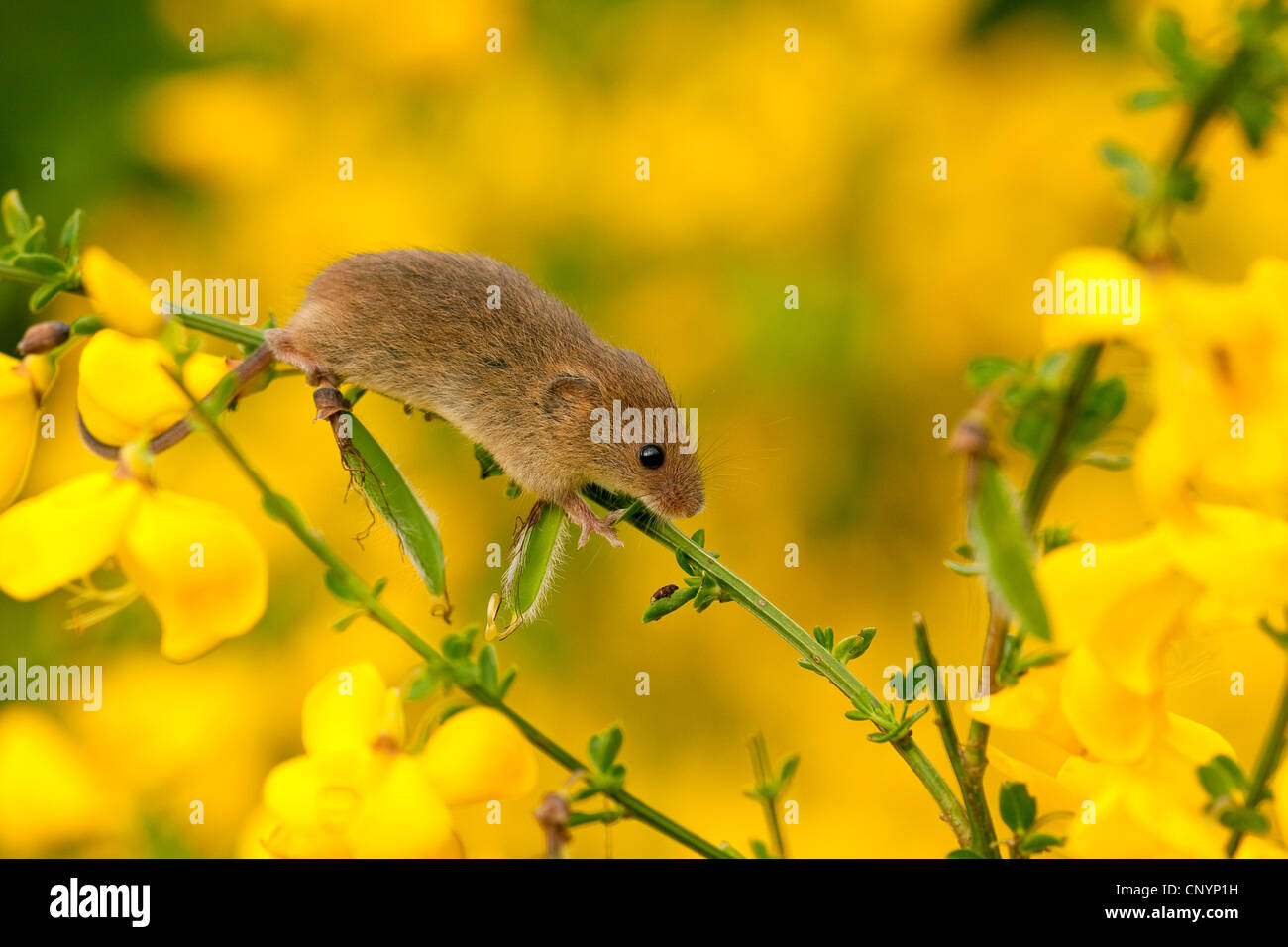 La récolte de l'Ancien Monde (souris Micromys minutus), escalade dans blooming balai, Allemagne, Rhénanie-Palatinat Banque D'Images