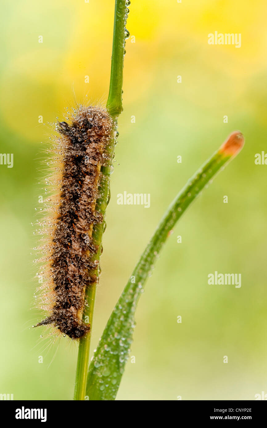 Le Buveur (Philudoria Euthrix potatoria, potatoria), Caterpillar escalade à un brin d'herbe, de l'Allemagne, Rhénanie-Palatinat Banque D'Images