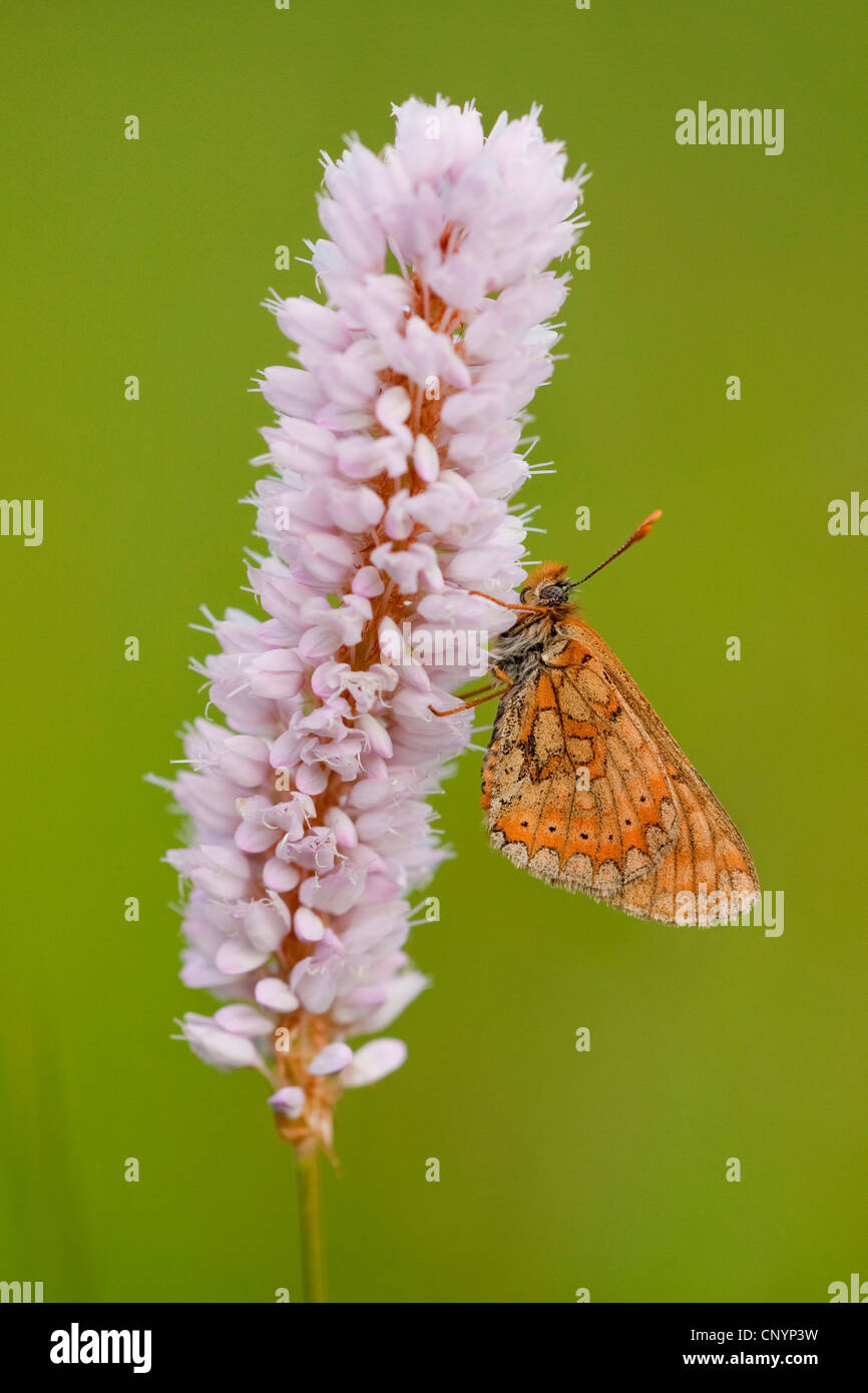 Marsh fritillary (Euphydryas aurinia), assis à Polygonum bistorta, Allemagne, Rhénanie-Palatinat Banque D'Images