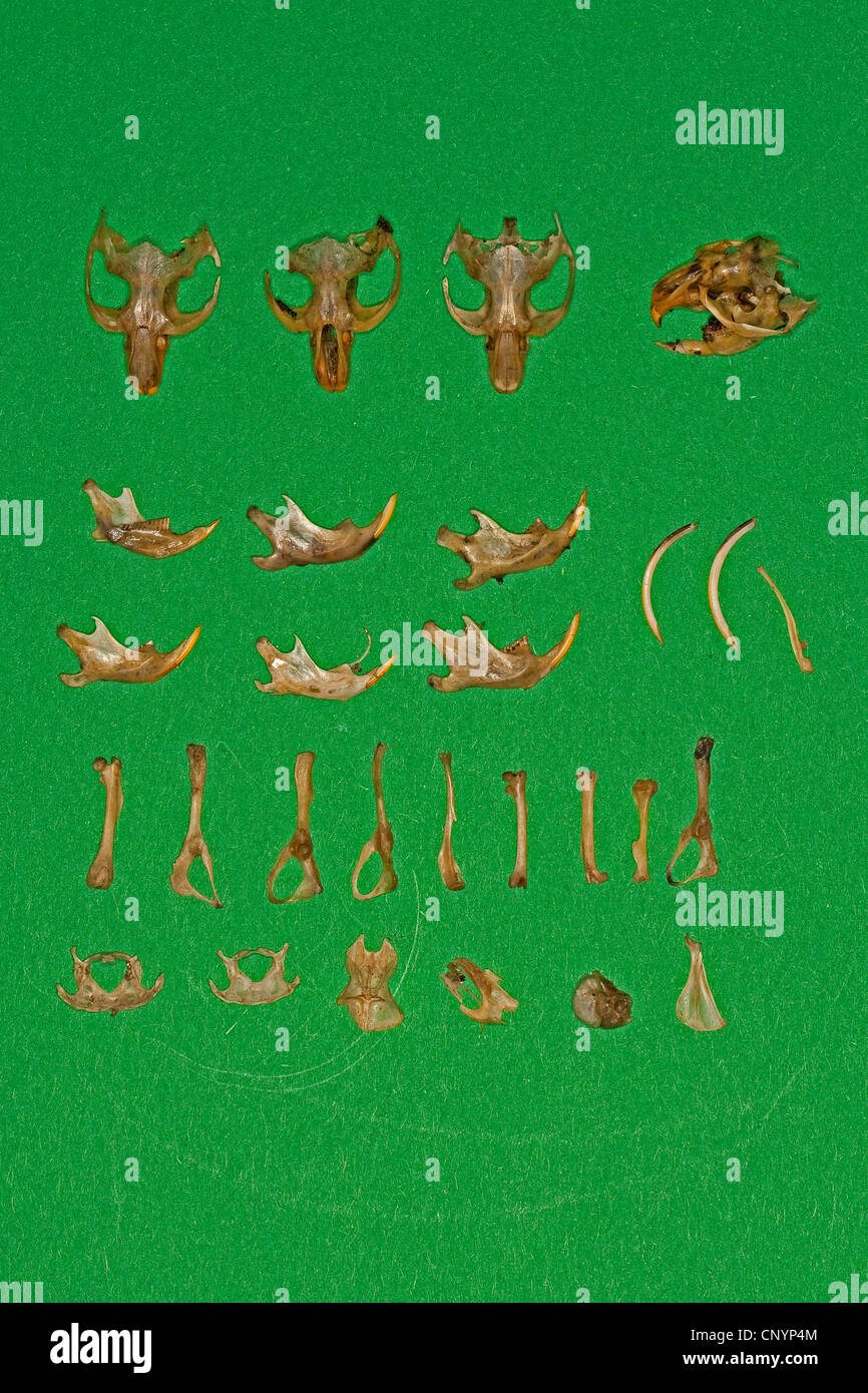 Effraie des clochers (Tyto alba), différents os souris trié des aliments non digérés, résidus de sciage Banque D'Images