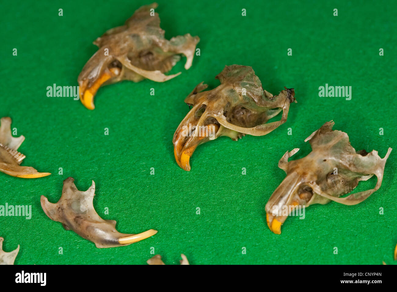 Effraie des clochers (Tyto alba), différents os souris trié des aliments non digérés, résidus de sciage Banque D'Images