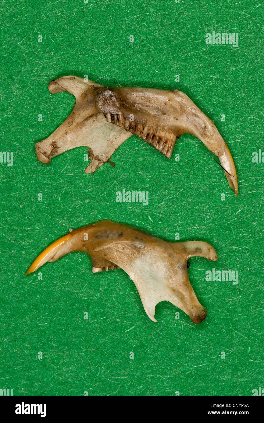 Effraie des clochers (Tyto alba), de la mâchoire inférieure de la souris, des aliments non digérés le résidu d'un pellet Banque D'Images