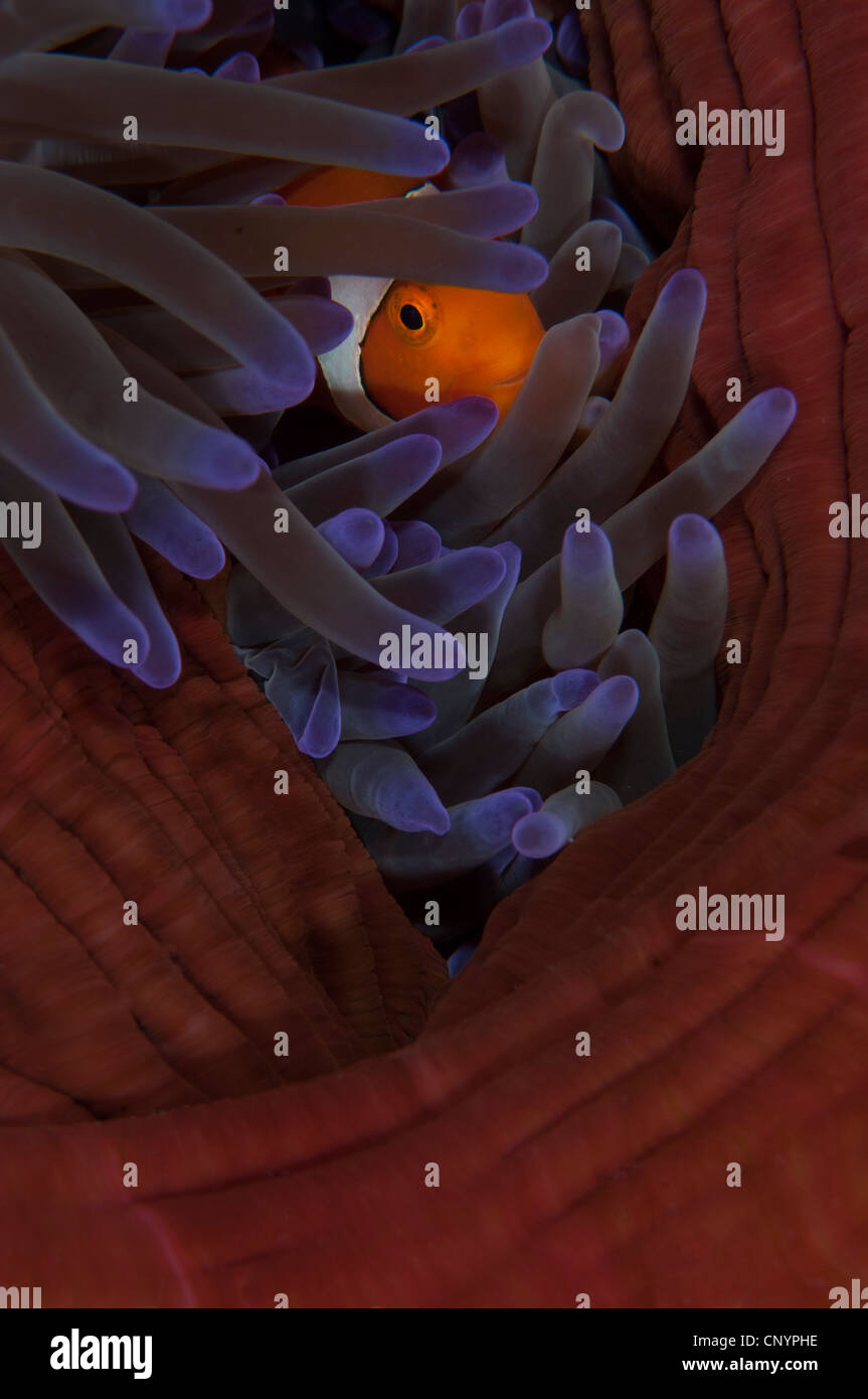 Poisson clown dans une anémone Banque D'Images