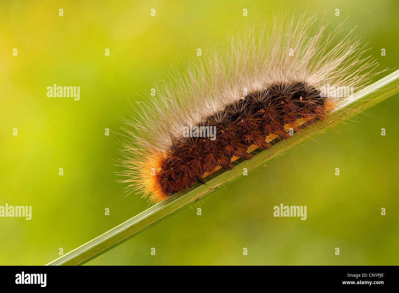 Tigre (Arctia caja de jardin), Caterpillar assis à un brin d'herbe, de l'Allemagne, Rhénanie-Palatinat Banque D'Images