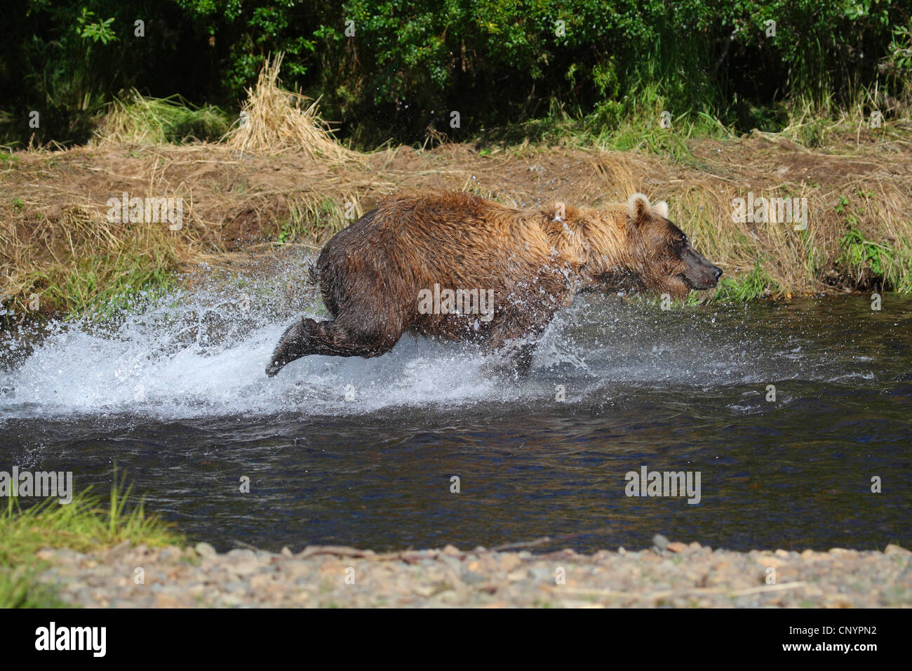Ours brun, l'ours grizzli, le grizzli (Ursus arctos horribilis), pêcher le saumon dans l'eau peu profonde d'une rivière, USA, Alaska Banque D'Images