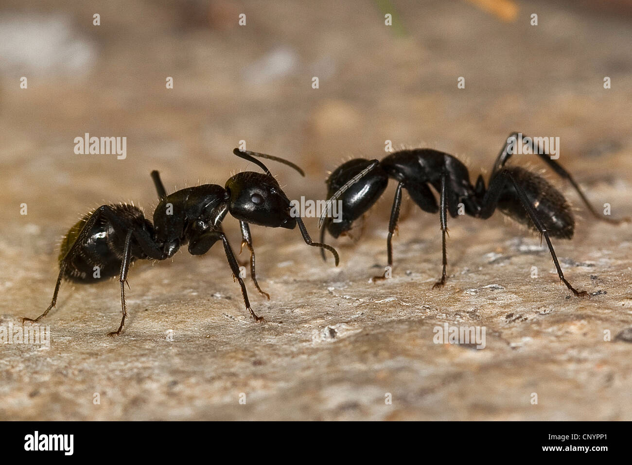 Chêne (fourmi Camponotus vagus), deux individus palpant, Allemagne Banque D'Images