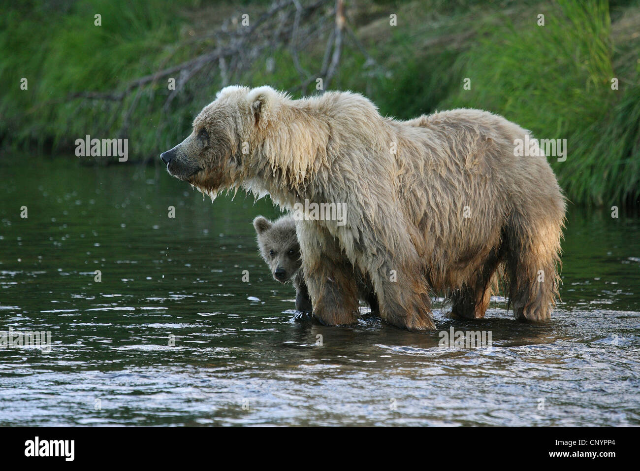 Ours brun, l'ours grizzli, le grizzli (Ursus arctos horribilis), femme avec un jeune debout dans l'eau peu profonde d'une rivière, USA, Alaska Banque D'Images