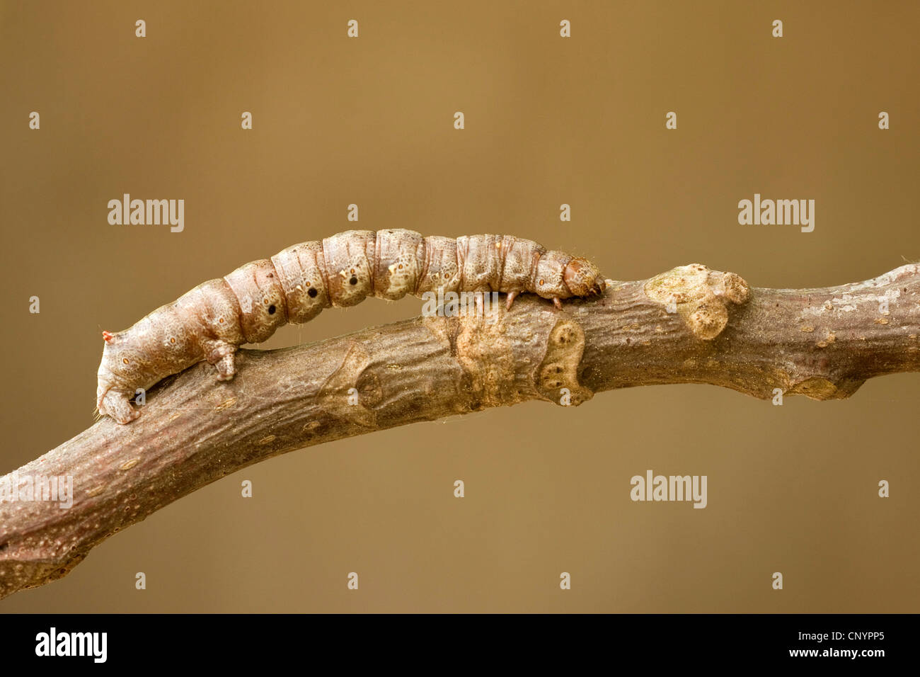 Hypomecis punctinalis (Hypomecis punctinalis), Caterpillar sur une branche, l'Allemagne, Rhénanie-Palatinat Banque D'Images