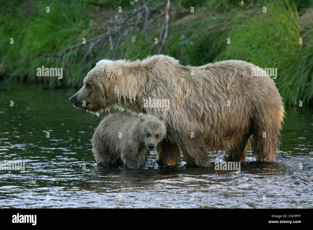 Ours brun, l'ours grizzli, le grizzli (Ursus arctos horribilis), femme avec un jeune debout dans l'eau peu profonde d'une rivière, USA, Alaska Banque D'Images