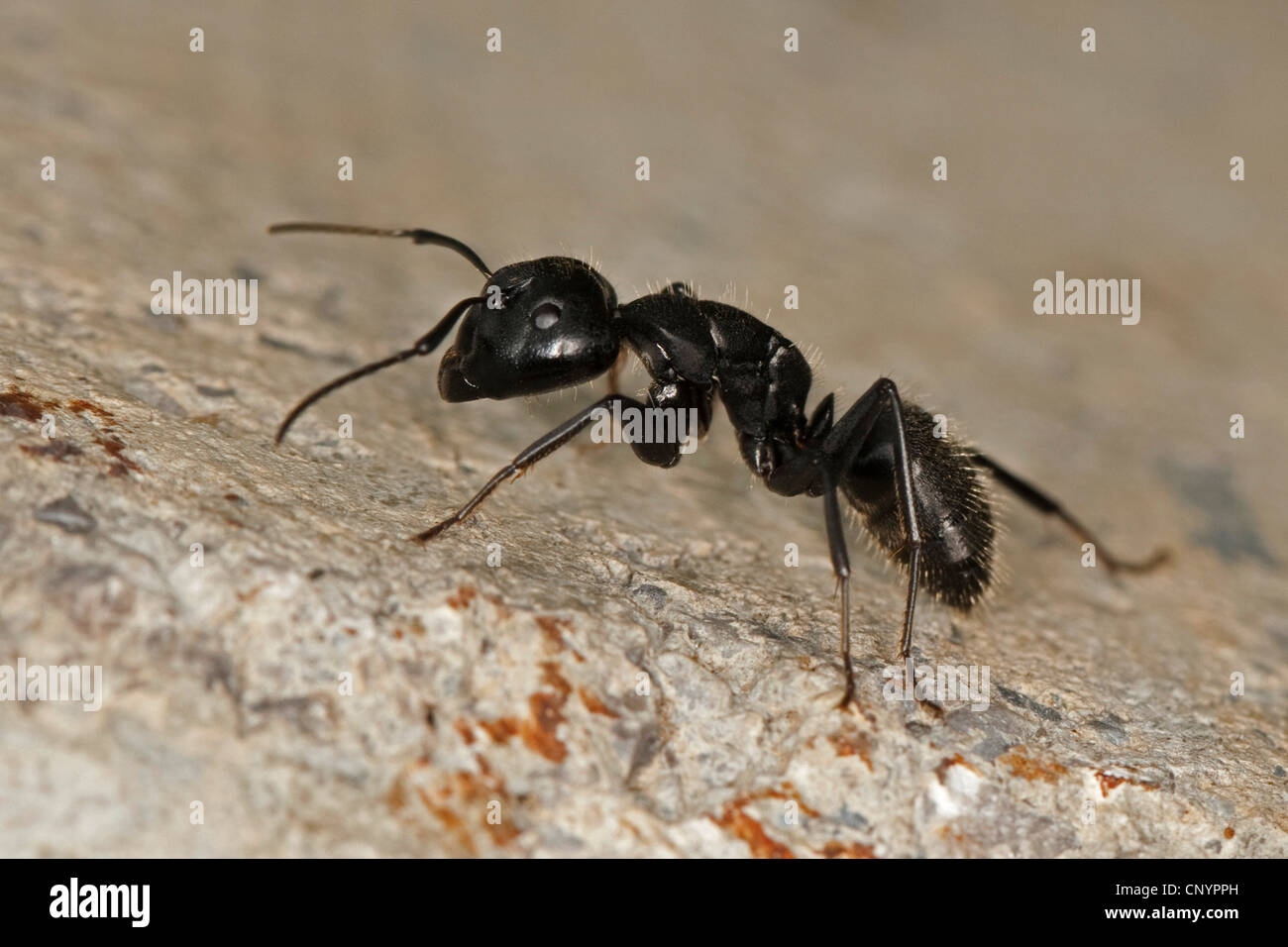 Chêne (fourmi Camponotus vagus), sur le terrain, Allemagne Banque D'Images