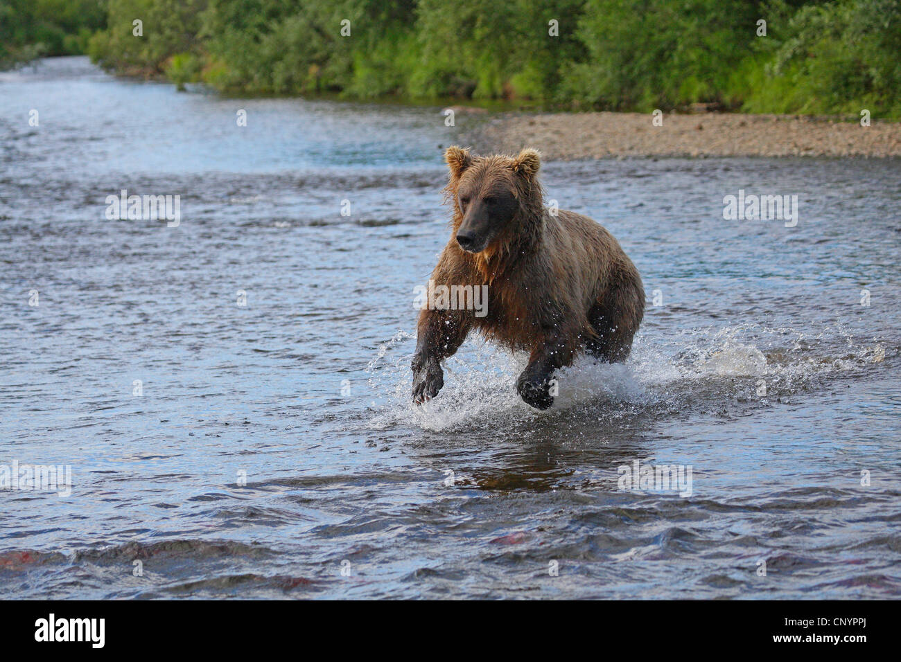 Ours brun, l'ours grizzli (Ursus arctos horribilis), pêcher le saumon dans l'eau peu profonde d'une rivière, USA, Alaska Banque D'Images