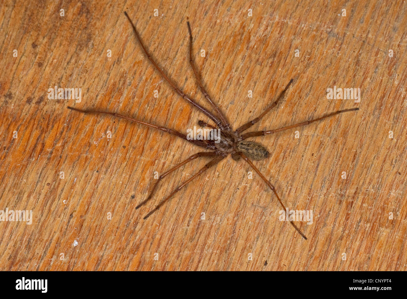 Maison Européenne géant, giant spider araignée des maisons, maison plus grande araignée, araignée araignée (Tegenaria gigantea, Tegenaria atrica), homme, Allemagne Banque D'Images