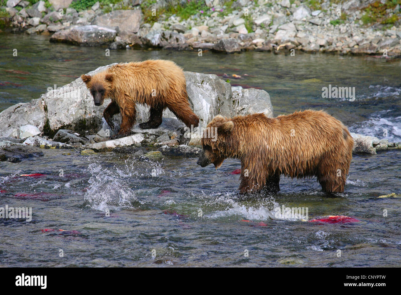 Ours brun, l'ours grizzli, le grizzli (Ursus arctos horribilis), deux ours pêcher le saumon dans l'eau peu profonde d'une rivière, USA, Alaska Banque D'Images