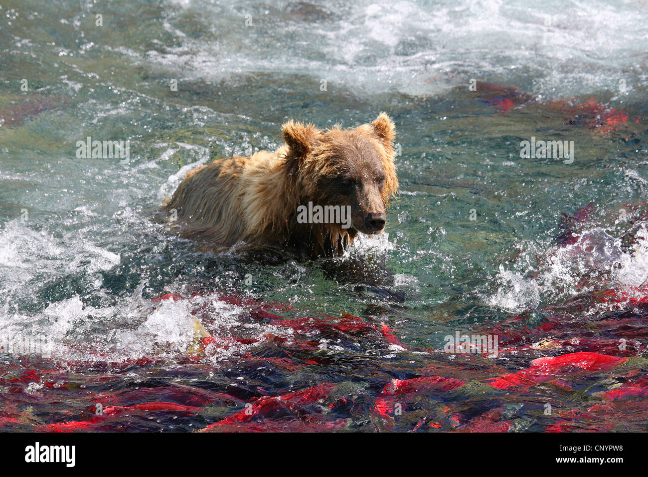 Ours brun, l'ours grizzli, le grizzli (Ursus arctos horribilis), natation dans une rivière square à un grand nombre de saumons dans l'accouplement, la coloration rouge de l'Alaska, USA Banque D'Images